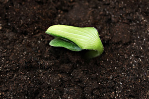 Green sprout, a Photo by saiko3p