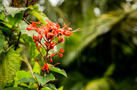 Red tropical flower
