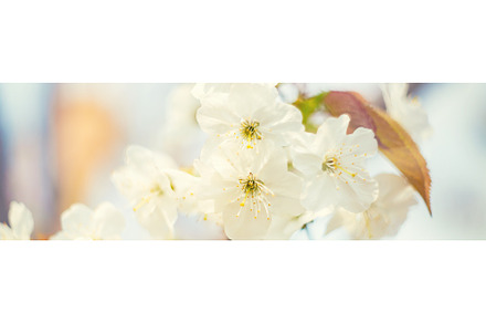 Flowering tree branches in spring, a Nature Photo by yanadjana