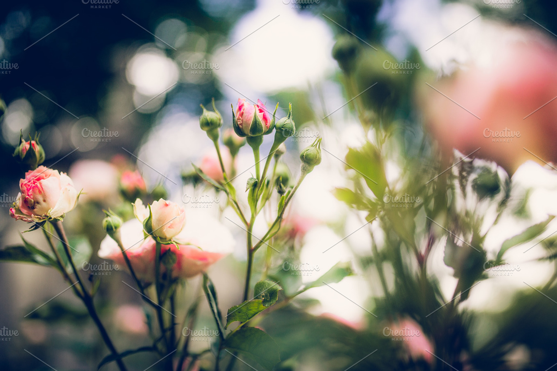 Roses and bokeh containing roses and bokeh, summer street and bike, and good, a Nature Photo by Graphics, Presets, Photos