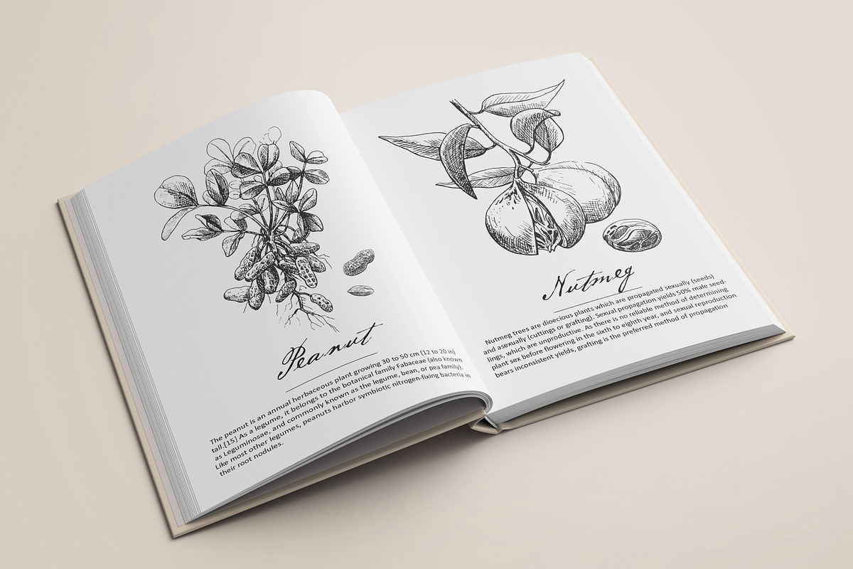 Hand Drawn Nuts set Vector, a Food Illustration by ON_lineart_store (Photo 6 of 11)