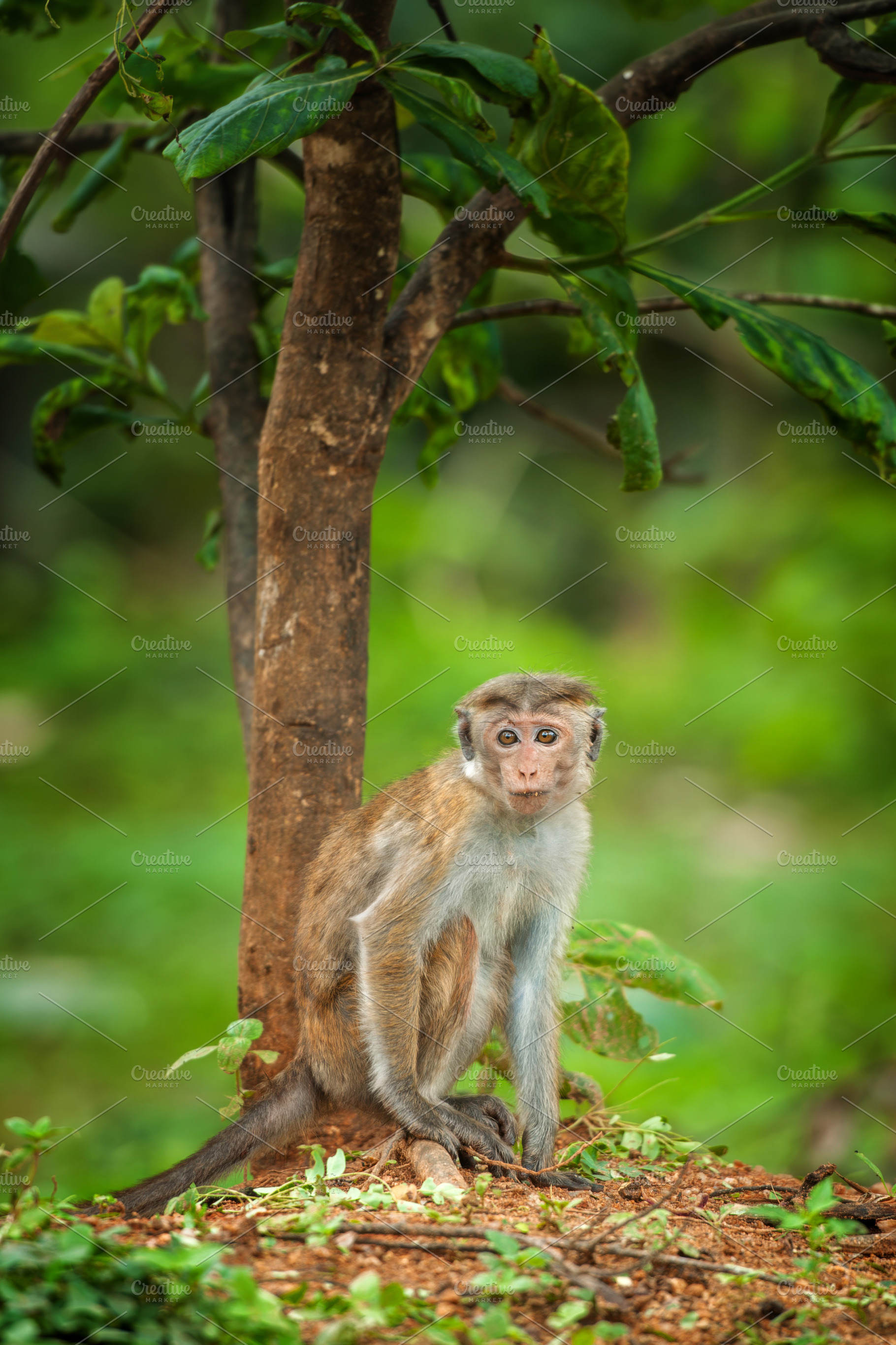 Monkey sits quietly by the tree in a lush green setting during daylight hours n, an Animal Photo by Byrdyak