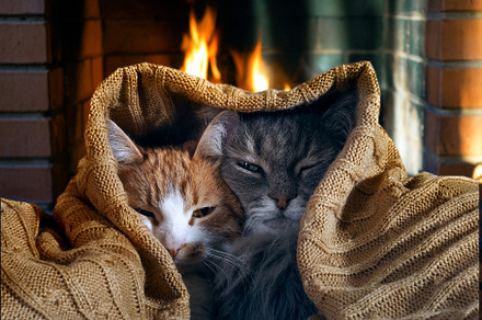 Cats under a blanket