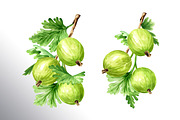 Amber Gooseberry. Watercolor set, a Food Illustration by Daria Ustiugova (Thumbnail 14 of 23)