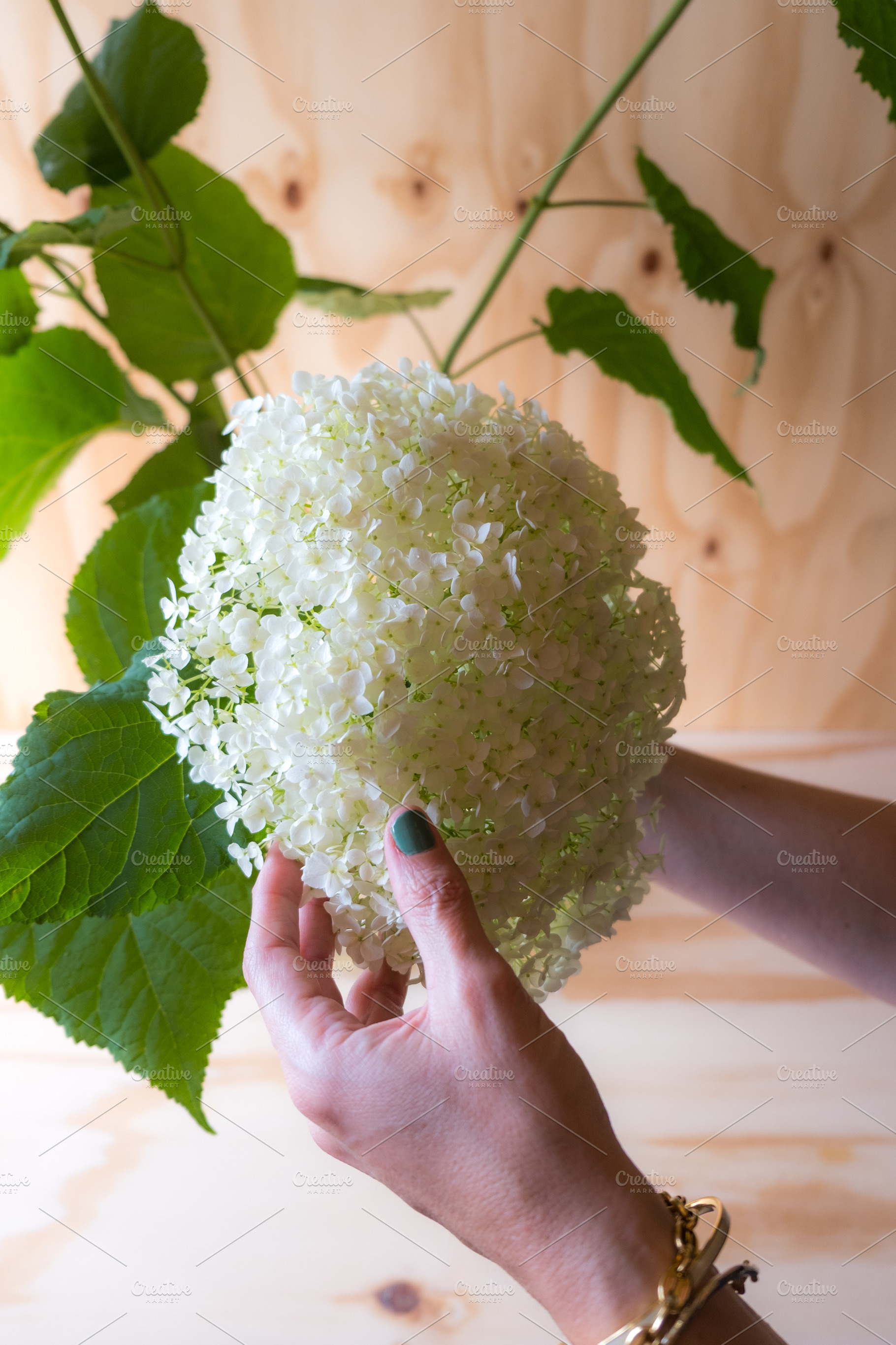 White Hydrangea Editorial Stock Phot, a Nature Photo by The Responsible Creatives