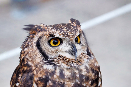 Owl containing owl, animal, and bird, an Animal Photo by Kynamuia