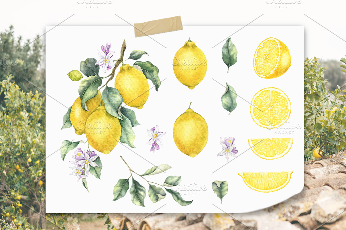 Lemon watercolor illustration, an Illustration by Fedulova Art (Photo 2 of 14)