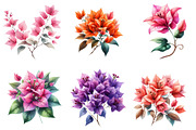Bougainvillea Flower Clipart Bundle, an Illustration by Watercolor design (Thumbnail 3 of 4)