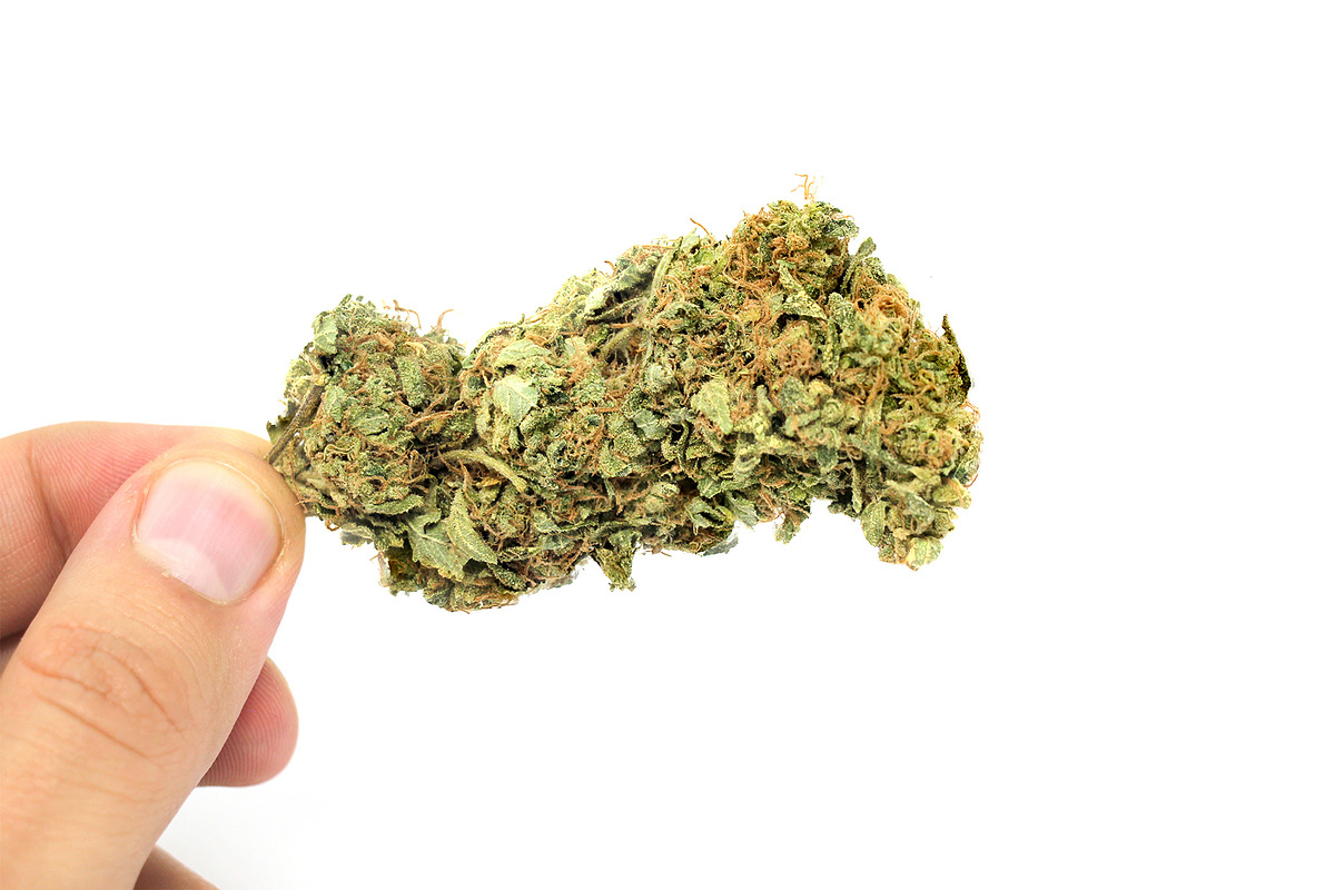 Cannabis marijuana weed photo pack, a Nature Photo by Kohl + Cole (Photo 3 of 6)