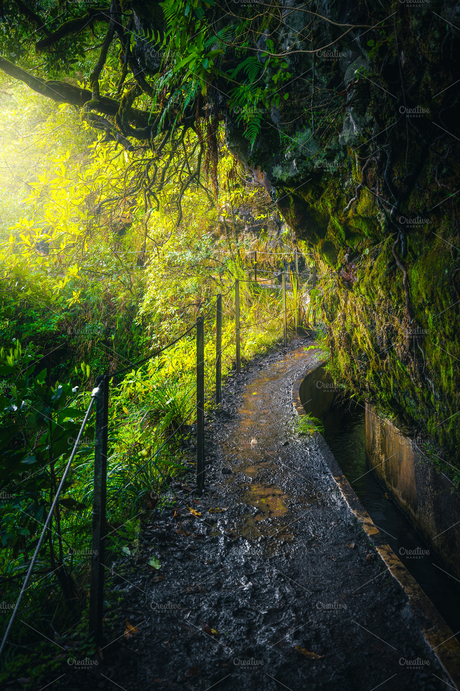 Narrow levada hiking trail, a Nature Photo by Alpine Dreams