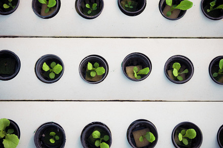 Little plant in black pot. Green plant in Hydroponics farm. Agri, an Industrial Photo by Ministocker