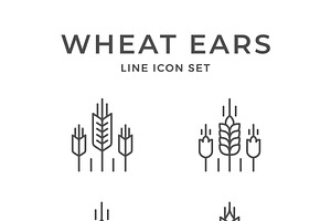 Set line icons of wheat ears, an Outline Icon by motorama