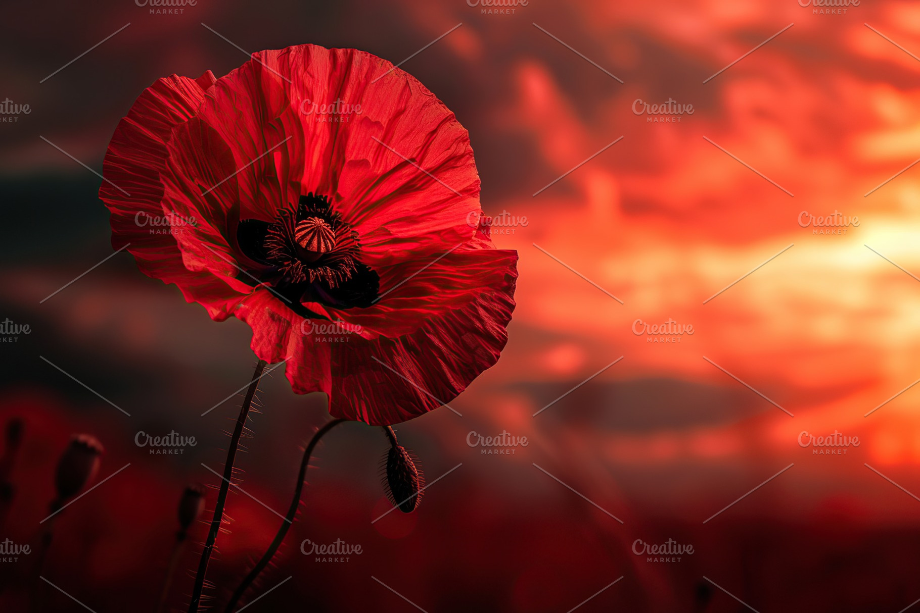 Single red poppy flower on field, a Nature Photo by AlyaAnd