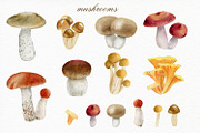 Forest watercolor designer toolkit, an Animal Illustration by Elegantia (Thumbnail 12 of 28)