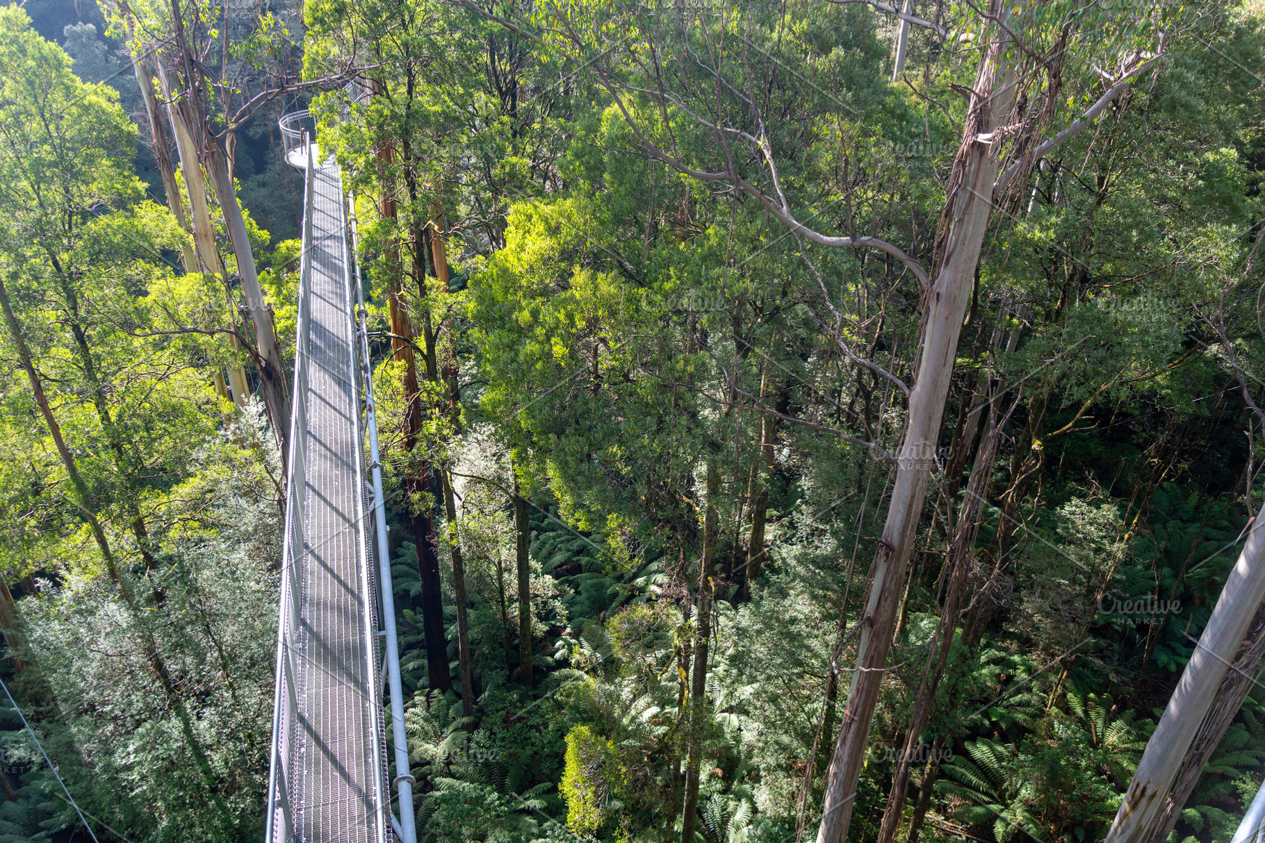Treetop walk in eucalyptus forest, Great Otway National Park, Au, a Nature Photo by GoodGoods