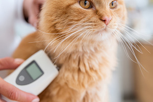 Health check of a fluffy orange cat with thermometer, an Animal Photo by AlyaAnd
