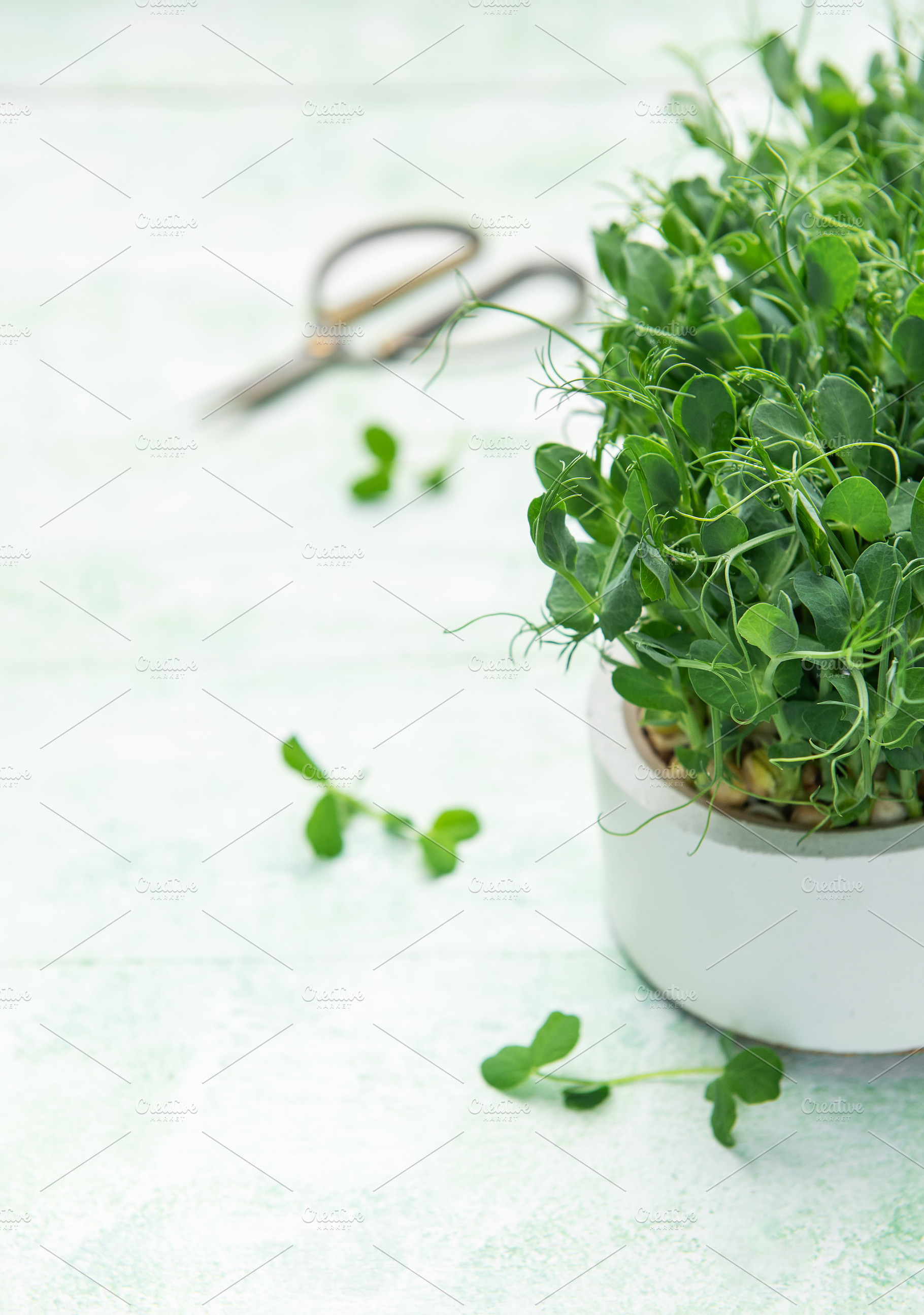 Growing fresh pea shoots microgreens in a pot, a Food & Drink Photo by Olena Rudo