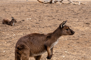 Kangaroos standing on dry ground on Kangaroo Island, Australia, an Animal Photo by GoodGoods