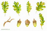 Watercolor Fall acorns collection, a Texture Illustration by Colibri Watercolor (Thumbnail 3 of 5)