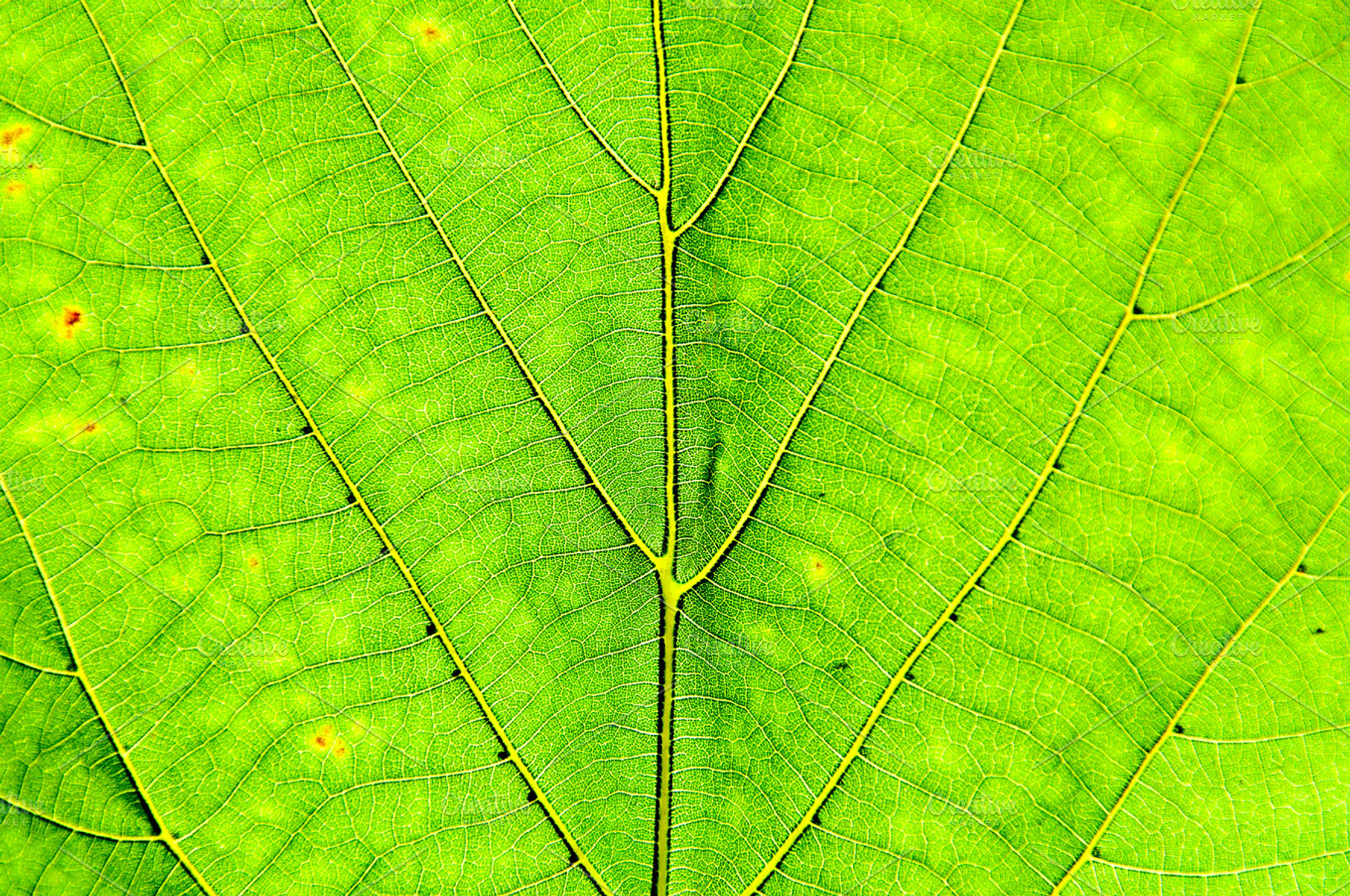 Green Leaf Background