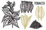 Set smoking tobacco elements sketch, a Background Graphic by Live line (Thumbnail 2 of 6)