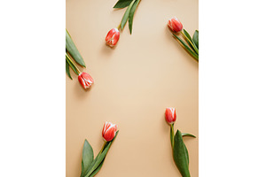 Red tulip on beige background, copy, a Holiday Photo by Fascinadora