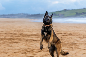 Belgian Malinois jumping on the sand, an Animal Photo by Perpis