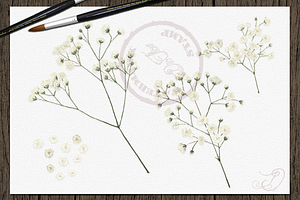 Baby's Breath Watercolor Clipart