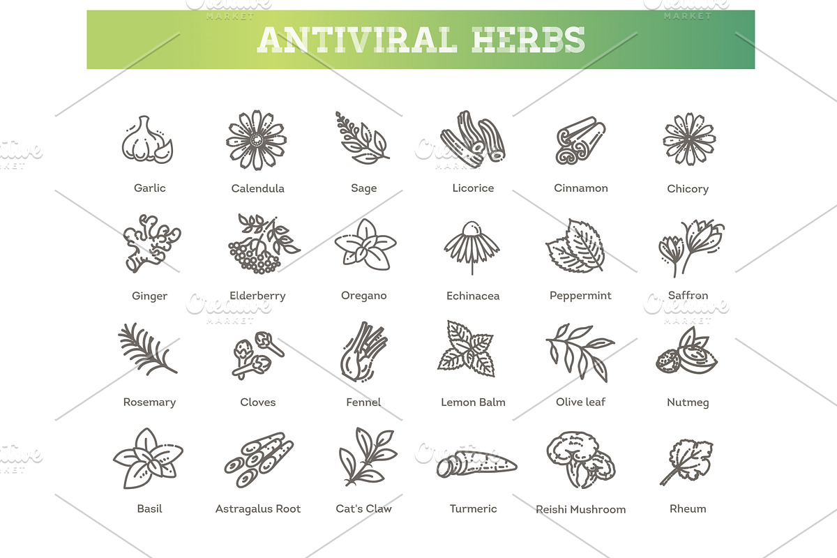 Set of antiviral herbs, a Food Illustration by Tettygreen