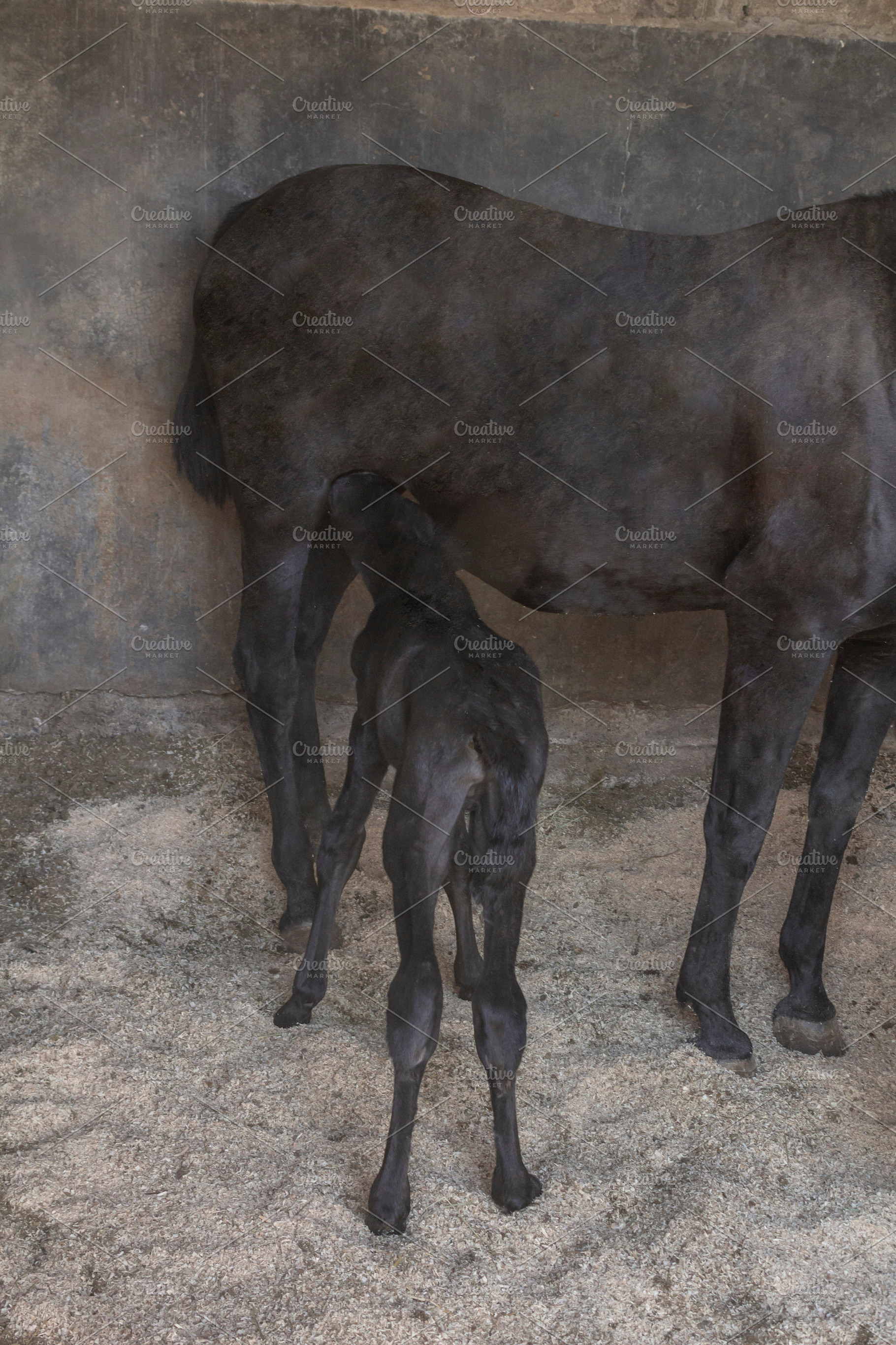 beautiful horse in the stable., an Animal Photo by Mexico stock images