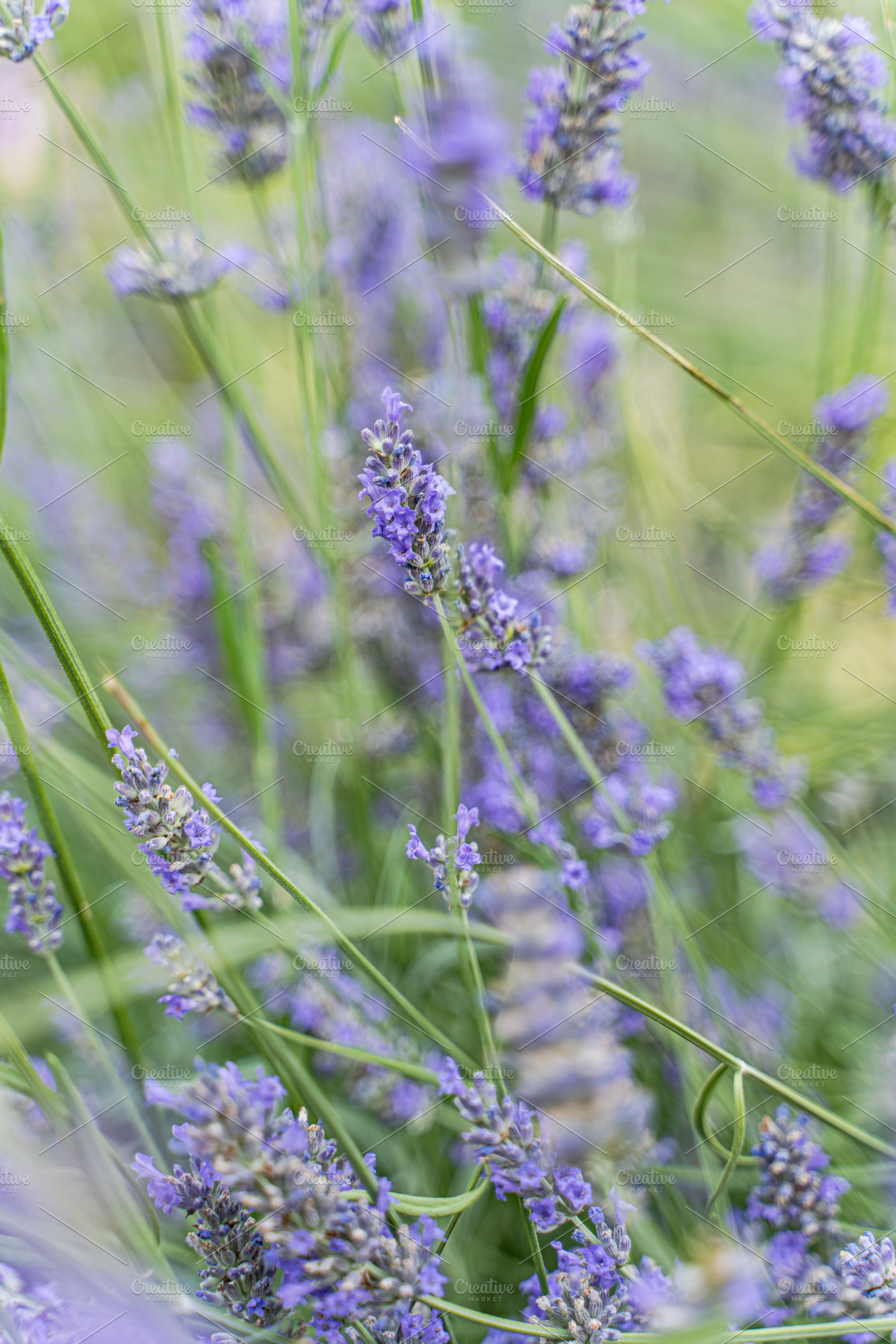 Blue lavender flowers in the summer meadow, a Nature Photo by Anna Bogush