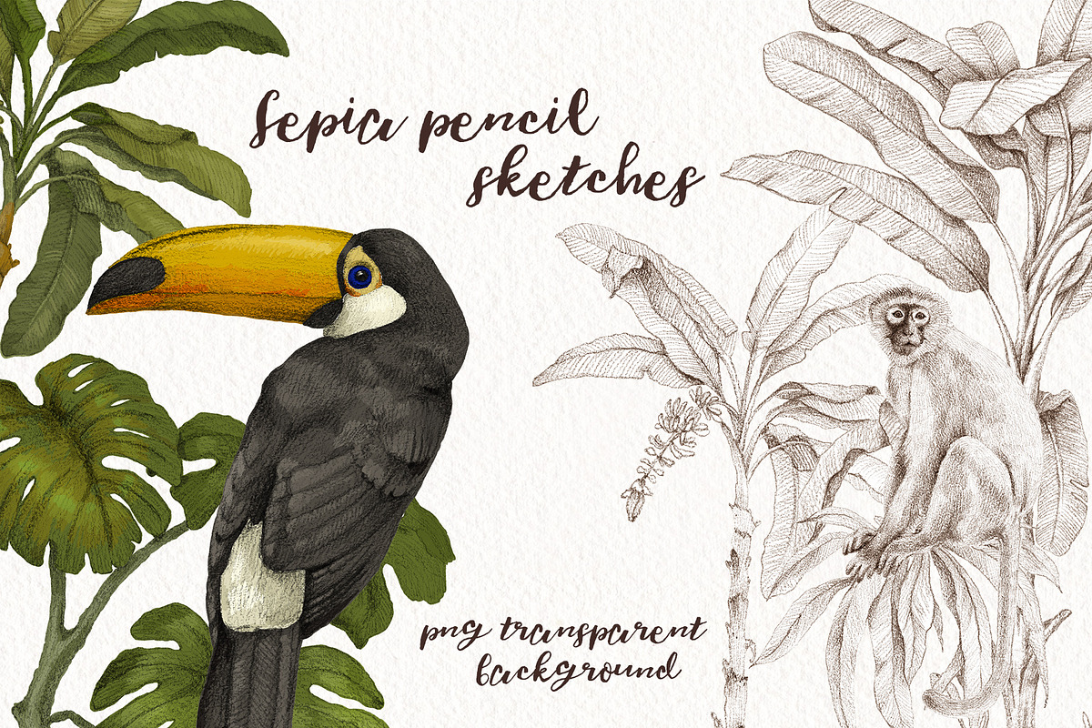 Tropical jungle animals, plants set, an Animal Illustration by Alamella (Photo 3 of 8)