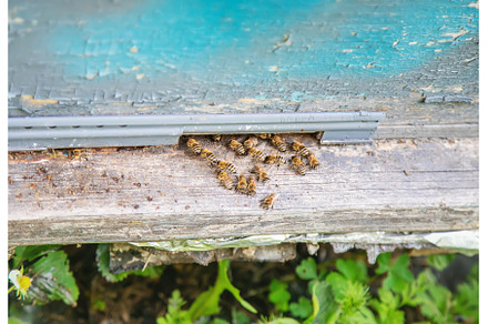 Bees sitting on clue in the summer, an Animal Photo by yanadjana