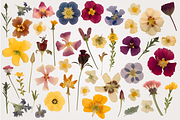 Pressed Flowers PNG Collection, a Decorative Illustration by thetrendytemplate (Thumbnail 3 of 4)