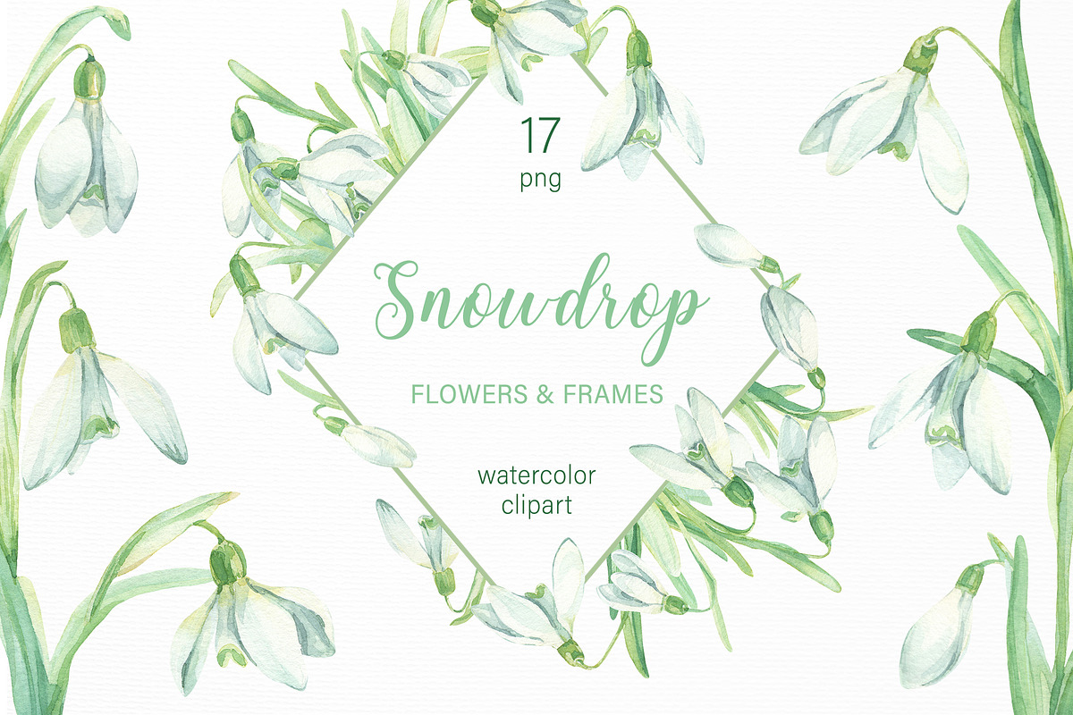 Snowdrop Flower Collection, an Illustration by My Wondercolor (Photo 1 of 4)