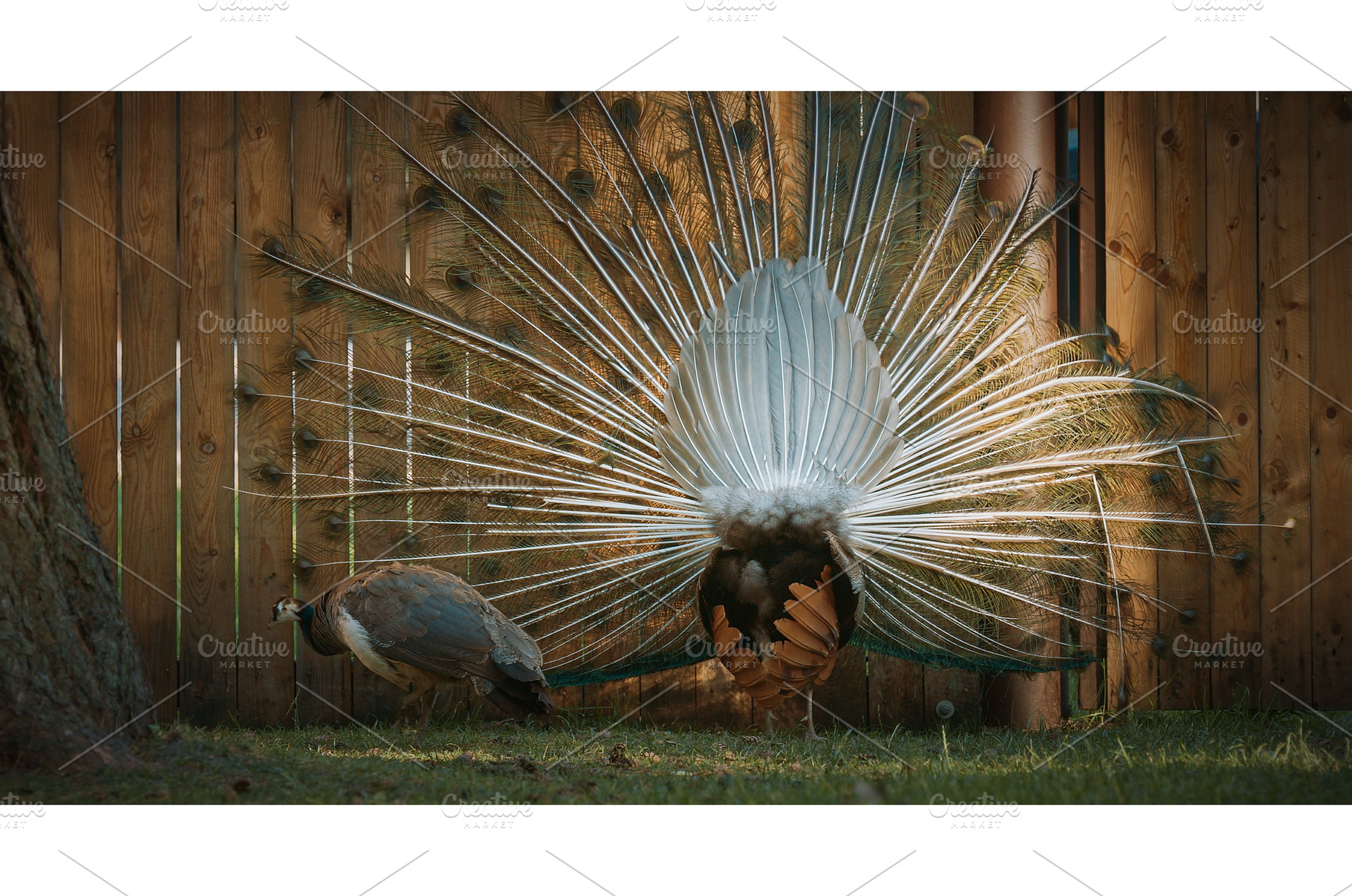peacock fluffs up his tail and, an Animal Photo by Our Amazing World