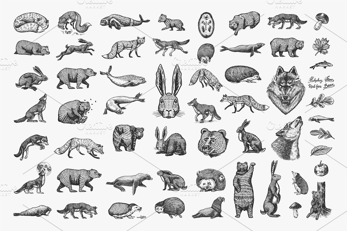 Big set bundle. Animals fox, wolf, an Animal Illustration by Arthur Balitskiy (Photo 2 of 9)