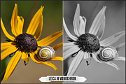 Leica Monochrom Profiles, a Plug-in Add-On by Raztrend (Thumbnail 3 of 31)