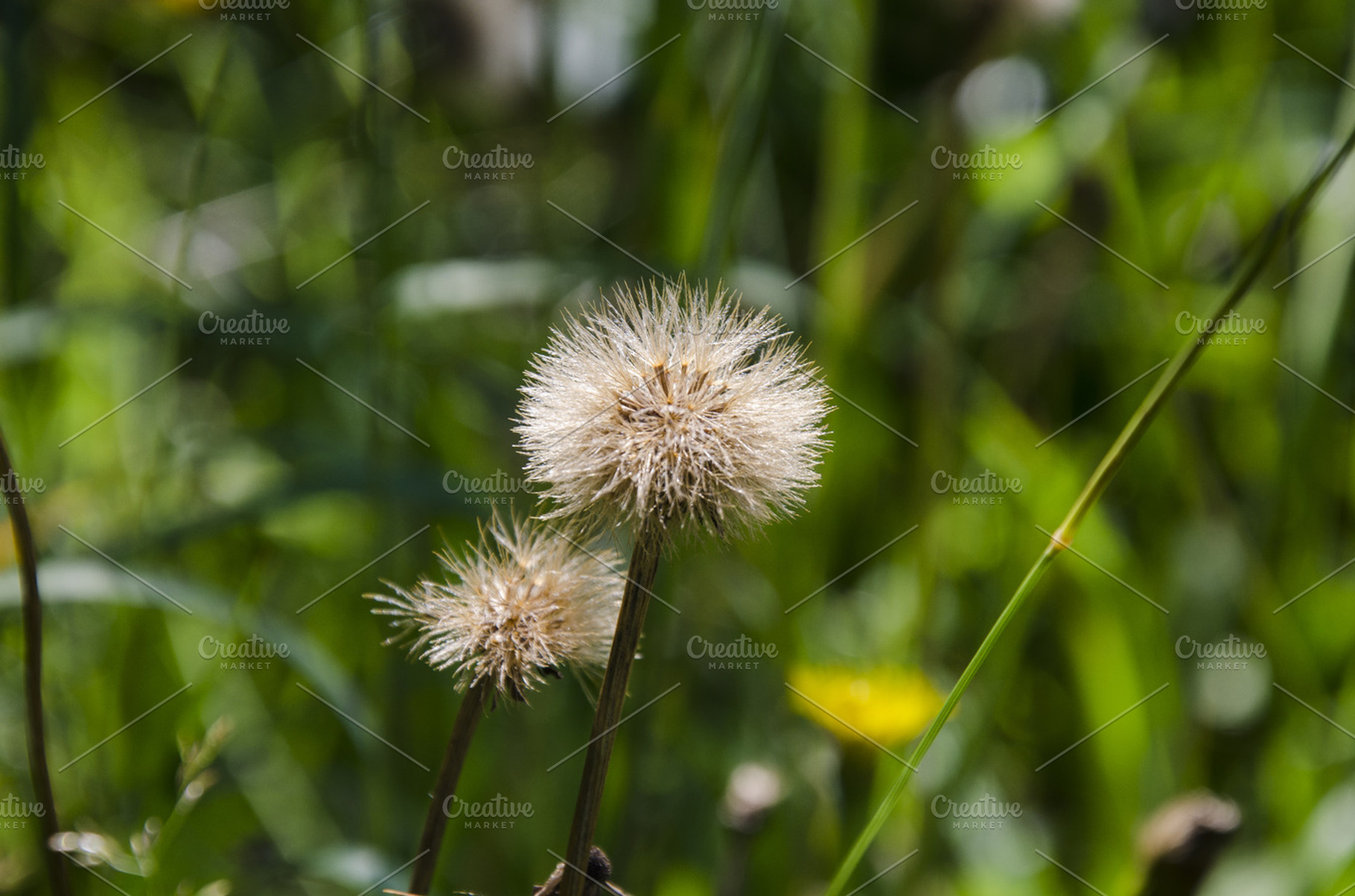 Flower After Blossom Featuring Rose Flower And Nature