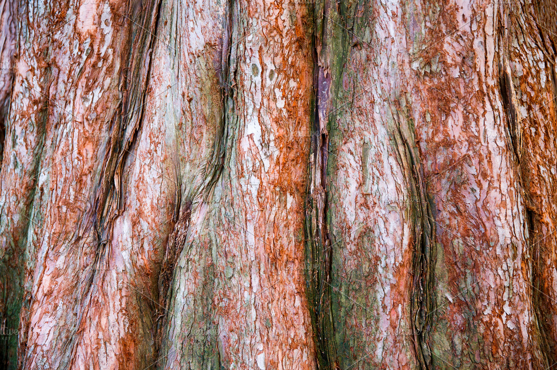 red tree bark background, a Nature Photo by EvgeniiAnd