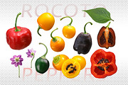 Rocoto peppers, an Object Graphic by Hortimages (Thumbnail 1 of 3)