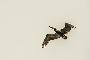 Pelican in flight featuring pelican, bird, and sea