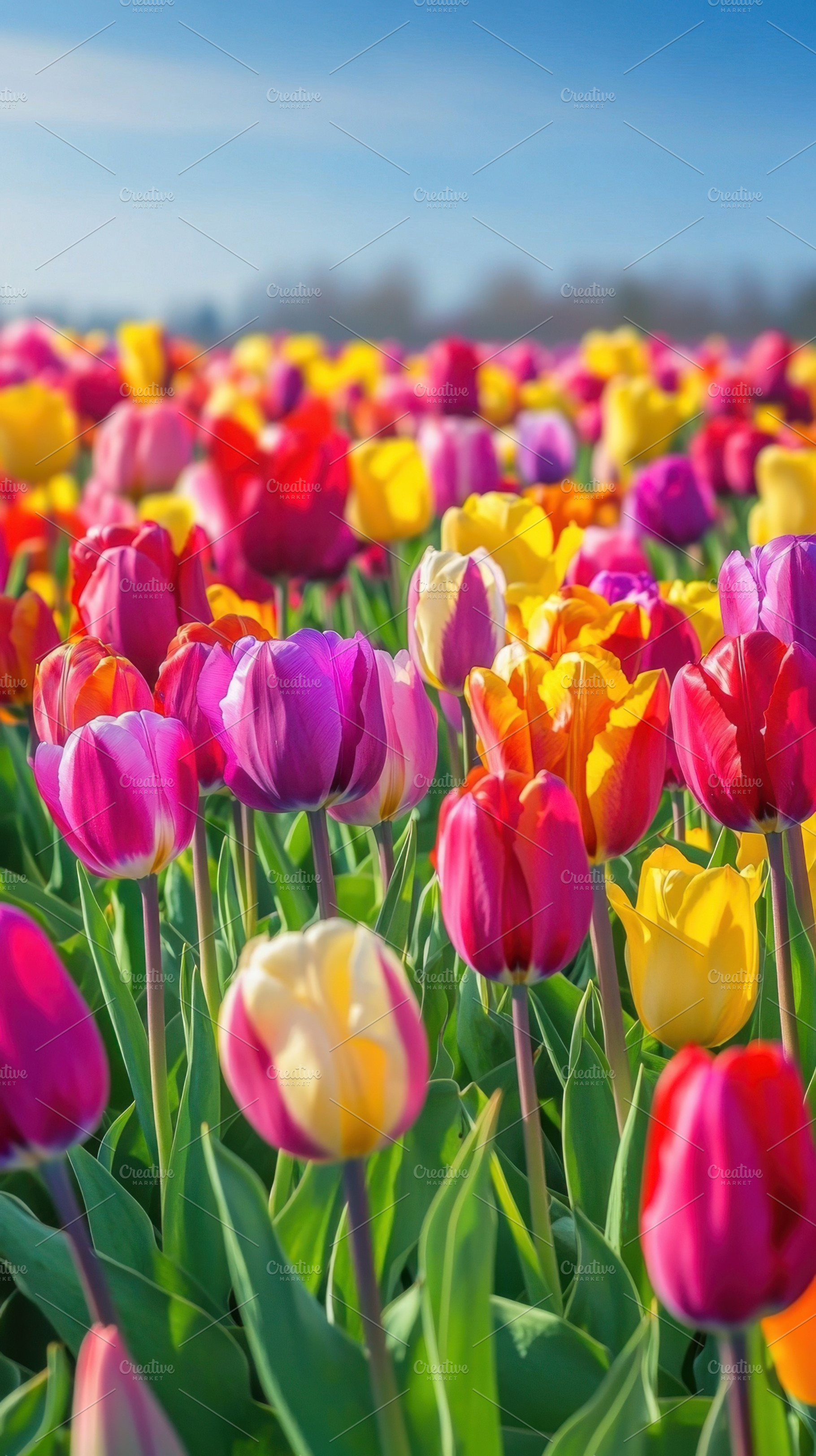 Colorful tulip field in spring bloom, a Photo by Beautiful things