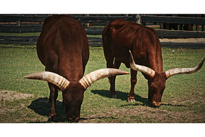 Large Cattle Grazing on Lush Green, an Animal Photo by Our Amazing World