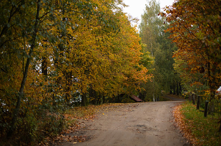 yellowed autumn trees along the winding roadside, a Nature Photo by SaulichPhoto