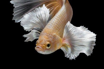 Betta fishsiamese fighting fish containing abstract, action, and animal