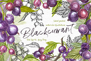 Blackcurrant in botanical style, an Illustration by Ann Astro (Thumbnail 1 of 7)