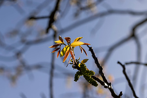 sunny weather in an orchard with walnuts, a Photo by rsoollAI