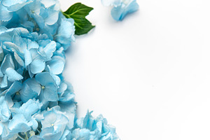 Blue hydrangea flowers creating a beautiful floral border, a Background Photo by Olena Rudo
