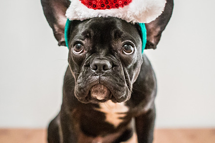 French bulldog stock picture
